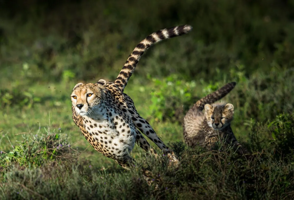 A cheetah and her cub running through grass